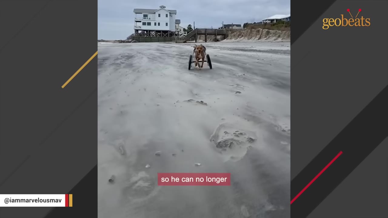 A brown dog running towards the camera on a sandy beach while using a two-wheeled mobility cart.