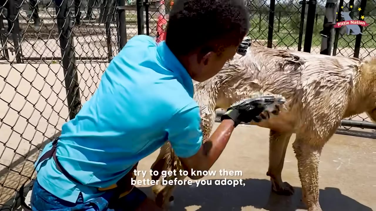 A young boy in a blue shirt gently brushes a wet dog outdoors near a chain-link fence, with the caption 'try to get to know them better before you adopt,' on the screen.