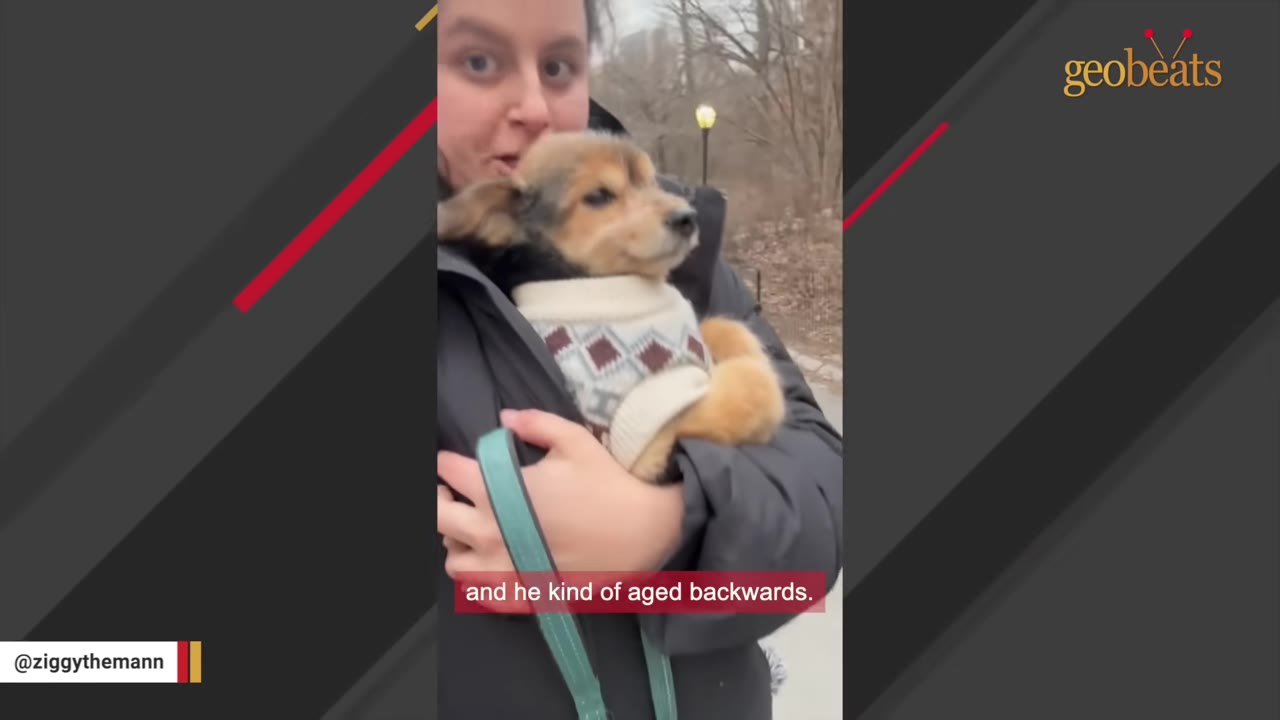 A woman holding a small dog wearing a patterned sweater, with a caption that reads 'and he kind of aged backwards.'
