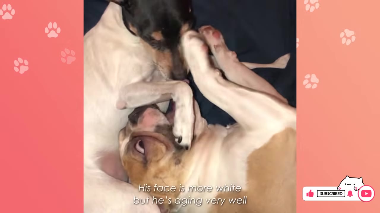 Two dogs playing together playfully on a dark blue surface, with text overlay reading 'His face is more white but he's aging very well'.