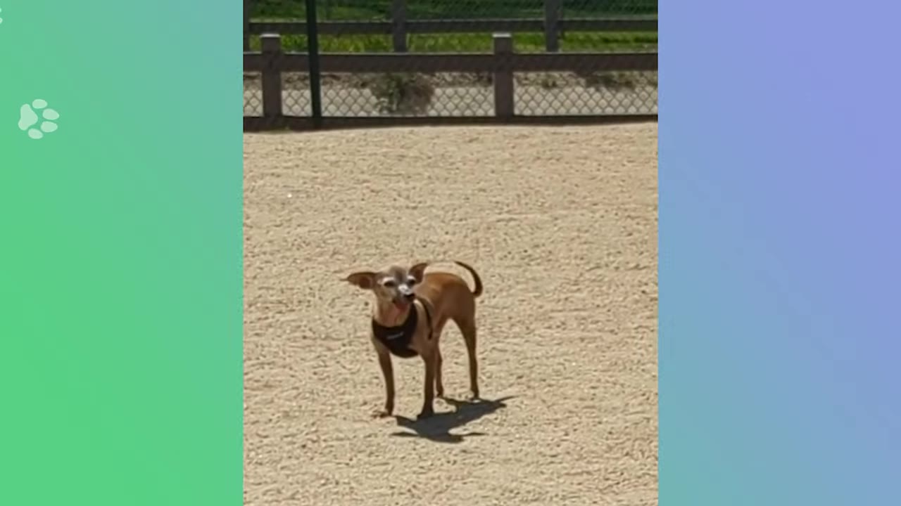 A small brown dog wearing a black harness stands on a sandy ground with a fence in the background.