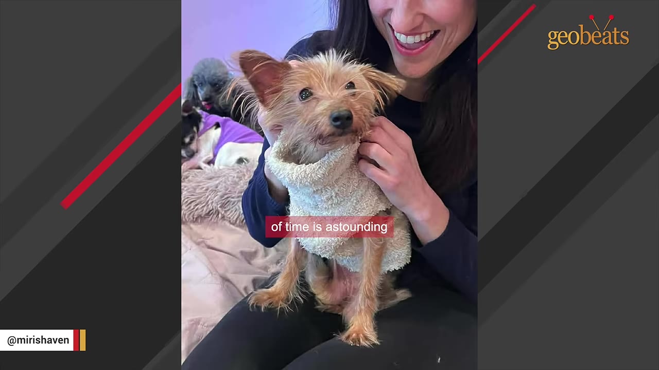 A smiling woman holds a small, scruffy brown senior dog wearing a cozy white sweater in her lap.
