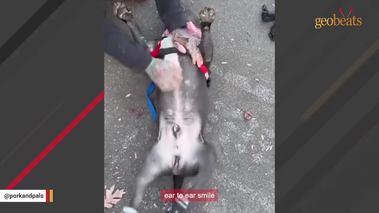 A grey pit bull lies on his back on the pavement, receiving belly rubs from a person, with a caption reading 'ear to ear smile' at the bottom.