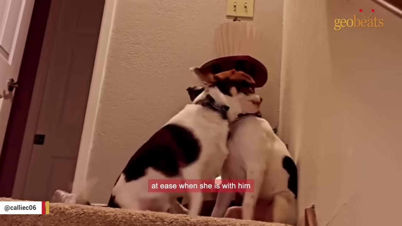 Two small dogs sitting close together on carpeted stairs, with one dog wearing a small brown hat and leaning affectionately against the other.