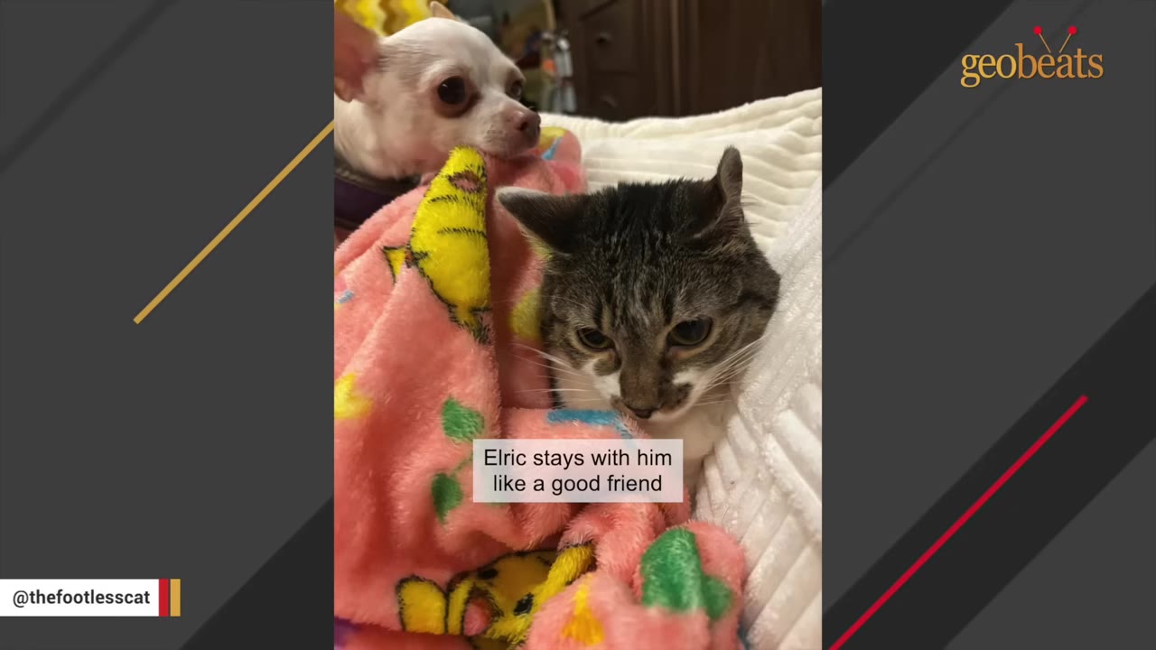 A small white Chihuahua dog and a tabby cat sit close together on a bed, with the dog peeking over a pink blanket next to the cat.