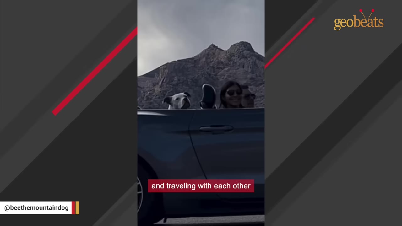 A white dog sits in the back seat of a convertible car next to a man and woman driving through a mountainous landscape.
