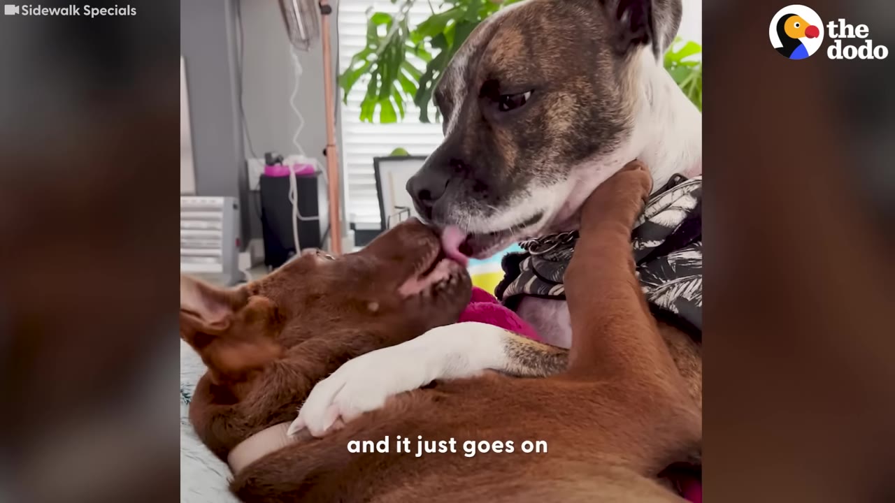 A brindle and white dog and a brown dog cuddling closely together, with the brindle dog licking the brown dog's chin.