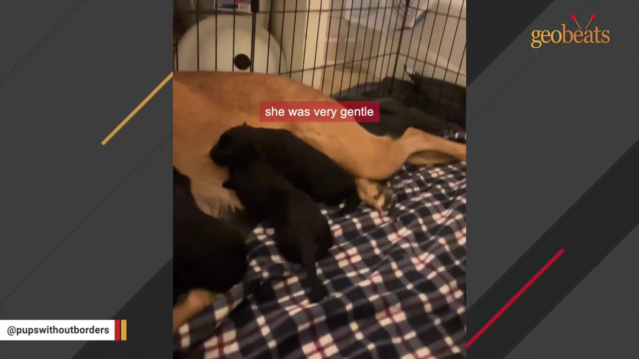 A tan dog lies down inside a wire crate on a plaid blanket as several small black puppies nurse.