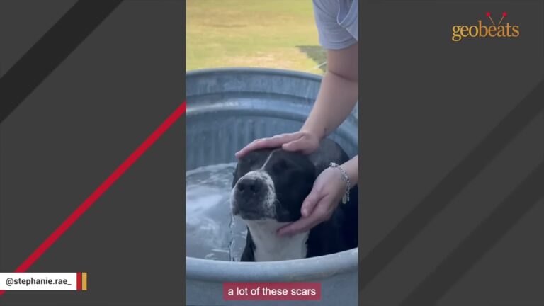 Texas Stray Gets What May Be His First Bath After Being Found Beneath A Taco Truck
