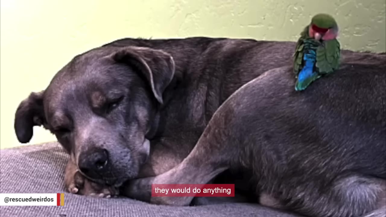 A small green lovebird perched on the back of a sleeping grey dog.