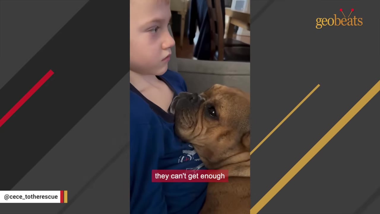 A close-up shot of a brown bulldog resting its head affectionately on a young boy's chest.