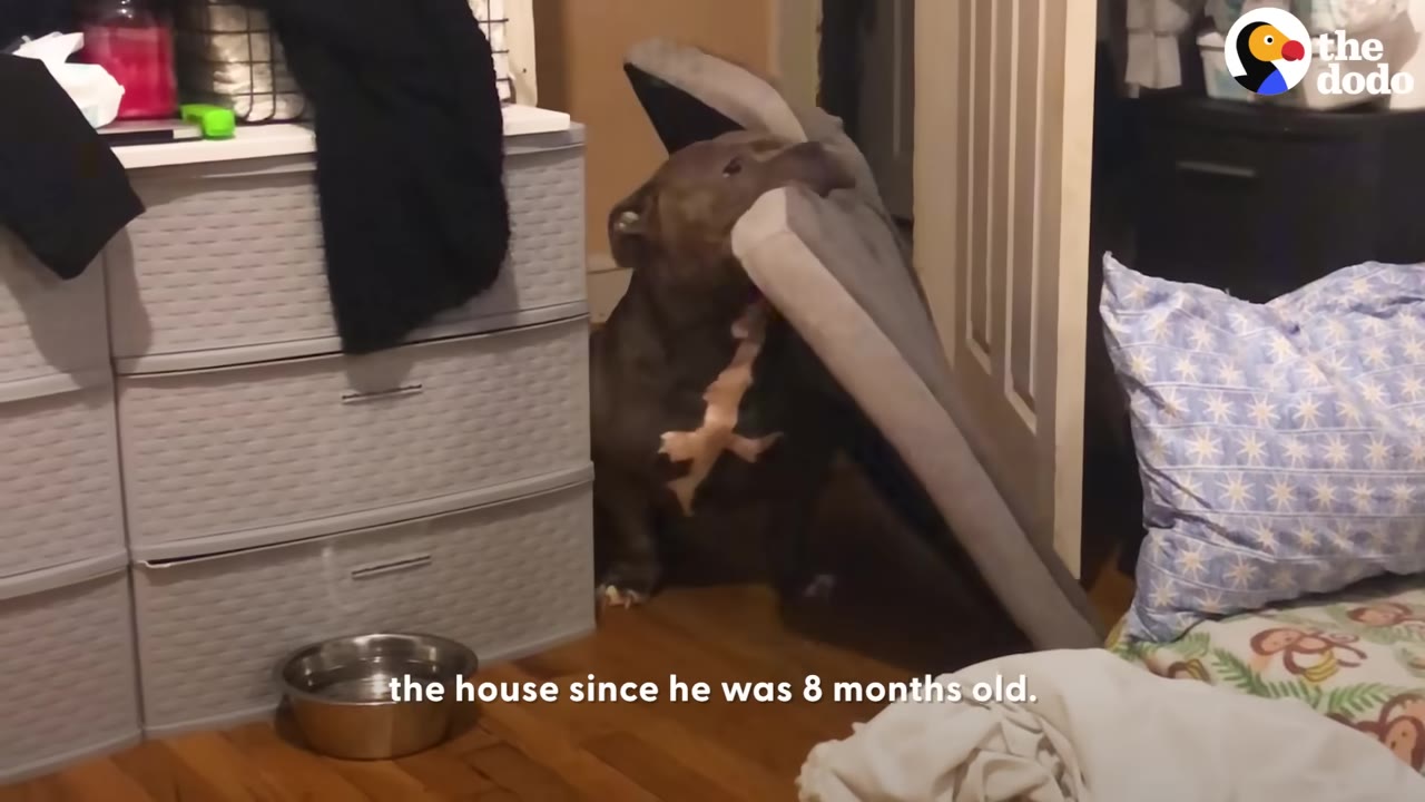 A brindle pit bull-type dog carrying a large grey dog bed cushion in its mouth while standing in a room next to a plastic storage dresser.