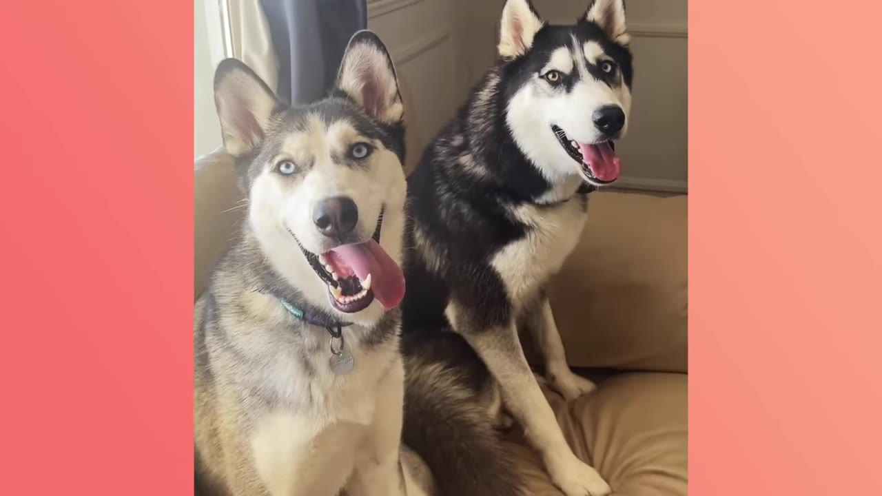 Two Siberian Huskies with blue eyes sit side-by-side on a couch, panting happily.