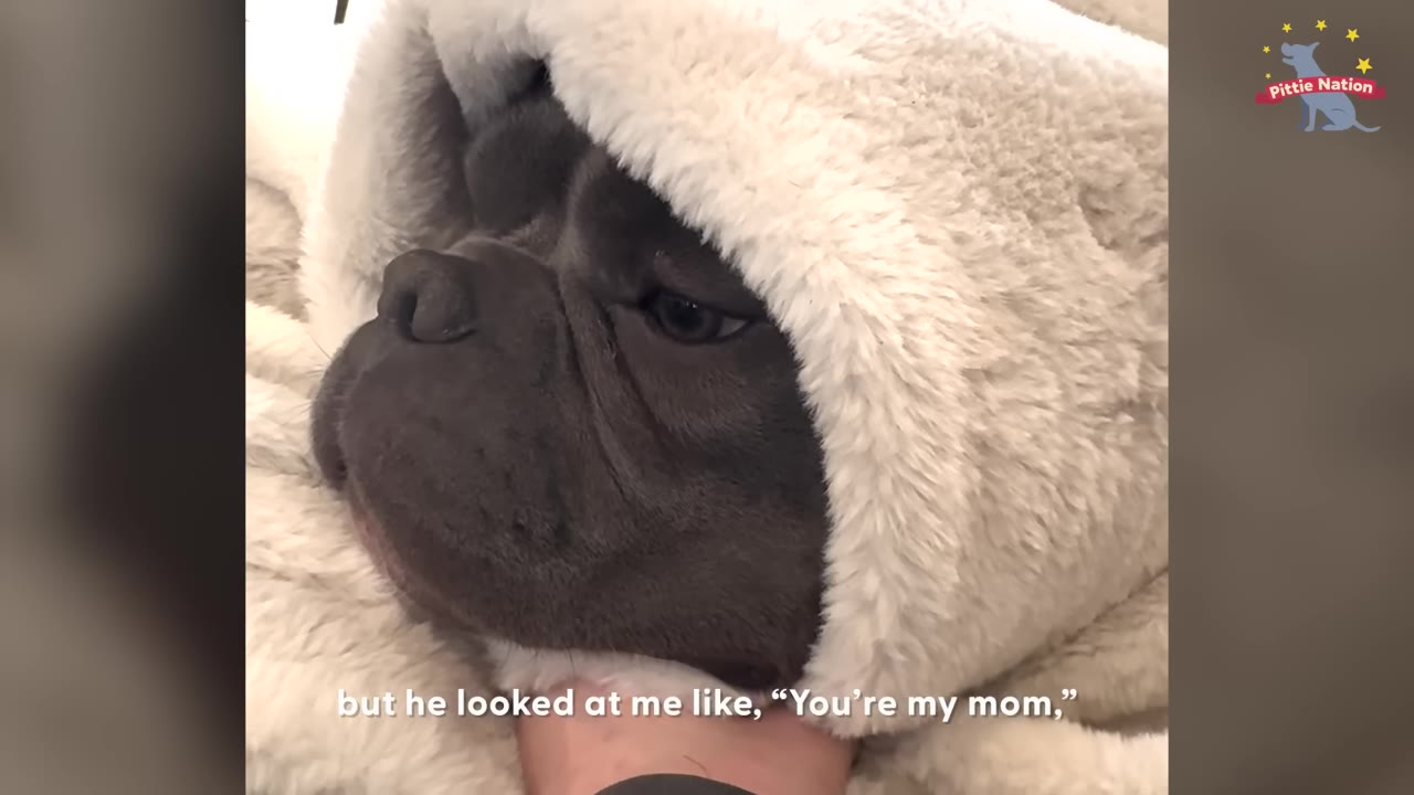 A close-up of a grey dog wrapped in a fluffy white hooded blanket, looking up with dark eyes as a hand gently rests under its chin.