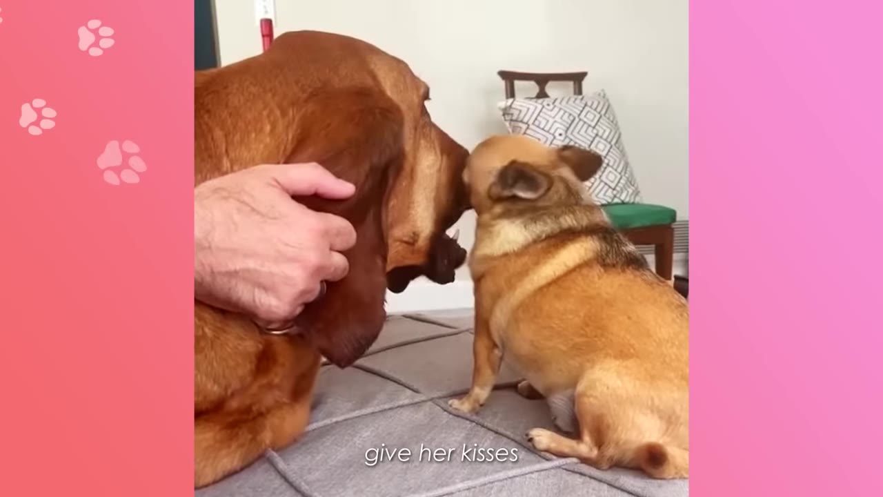 A small tan chihuahua and a large brown bloodhound touch noses in a sweet kiss while a person's hand gently rests on the bloodhound's neck.