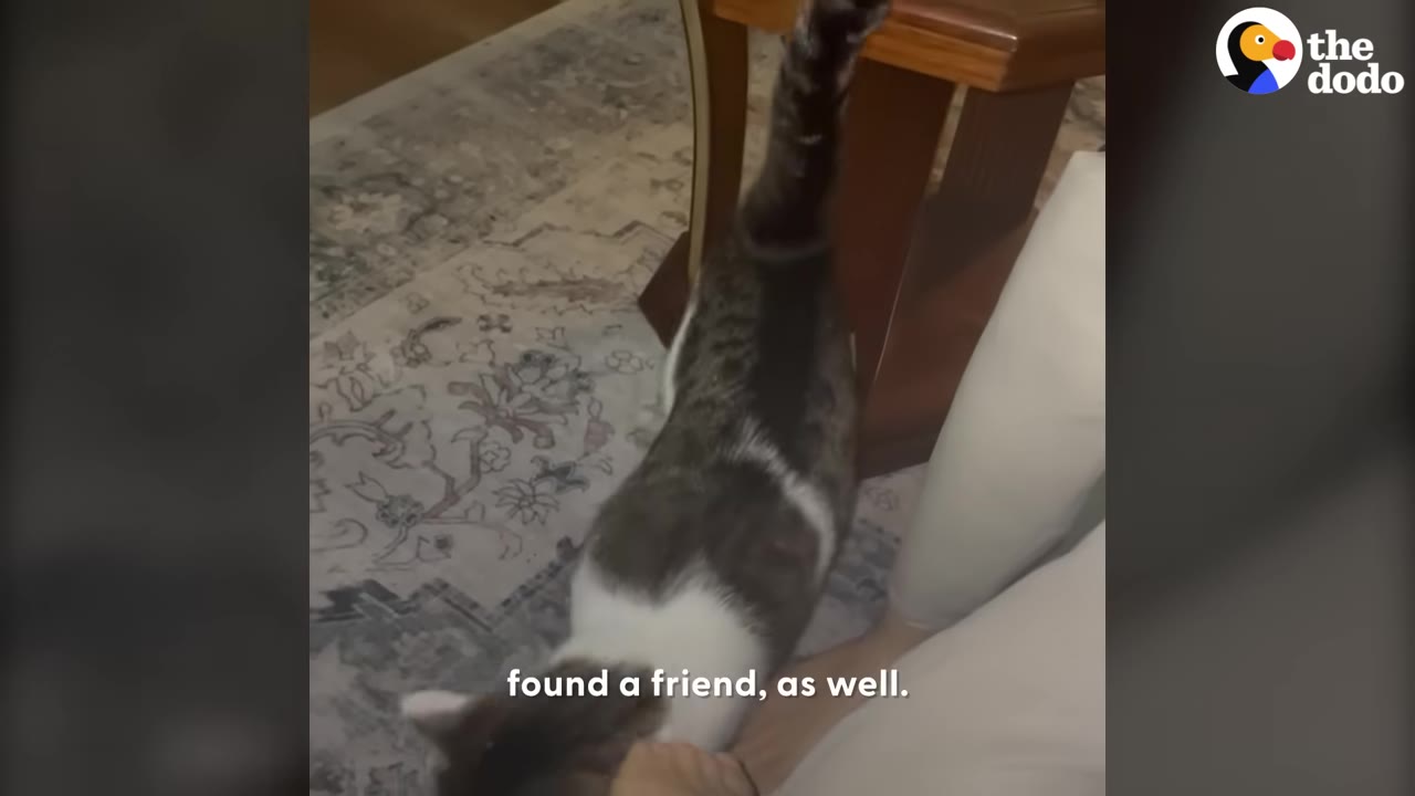 A tabby and white cat rubs its head against the leg of a mannequin standing on a patterned rug.
