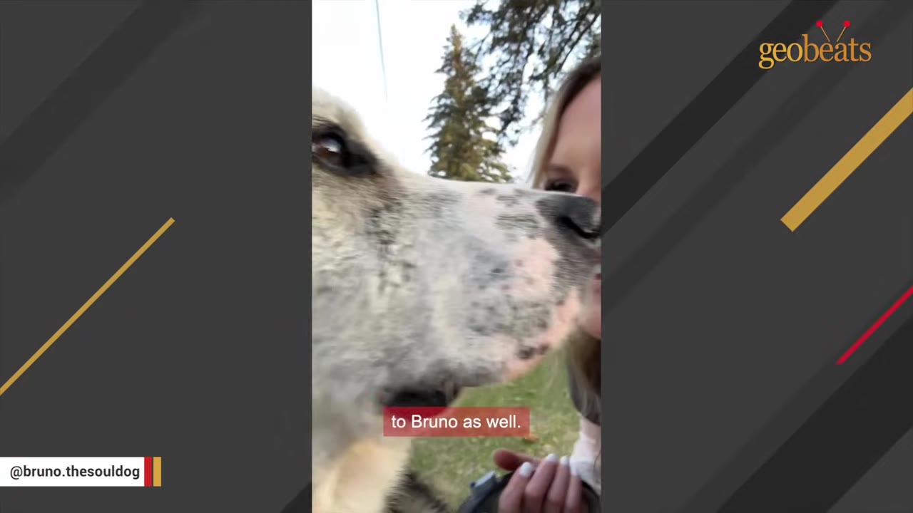 A close-up of a dog's face as a woman leans in close to him outdoors.