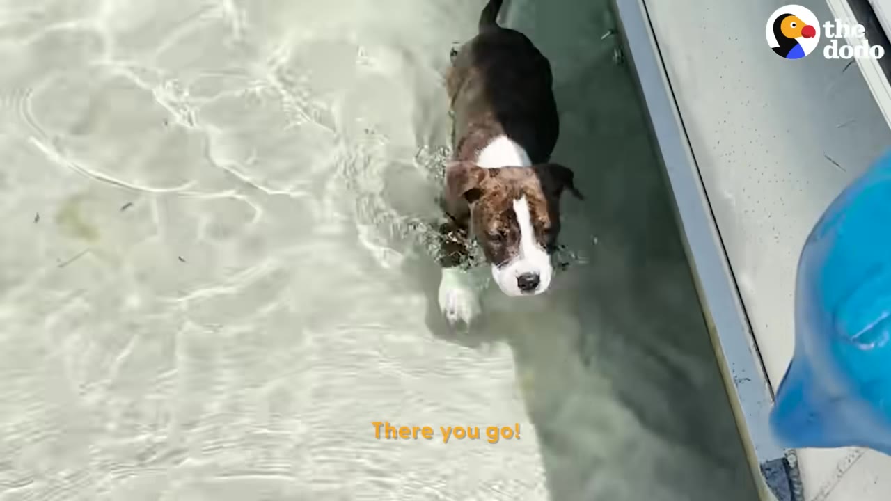 A brown and white puppy wading in clear, shallow water next to a boat.