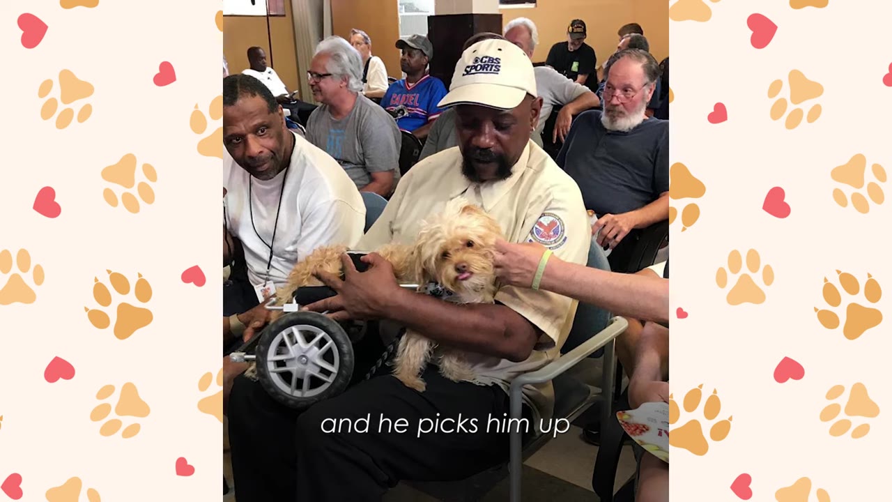 A small, fluffy tan dog in a dog wheelchair is held in the lap of a man wearing a CBS Sports cap, surrounded by other men in a meeting room.
