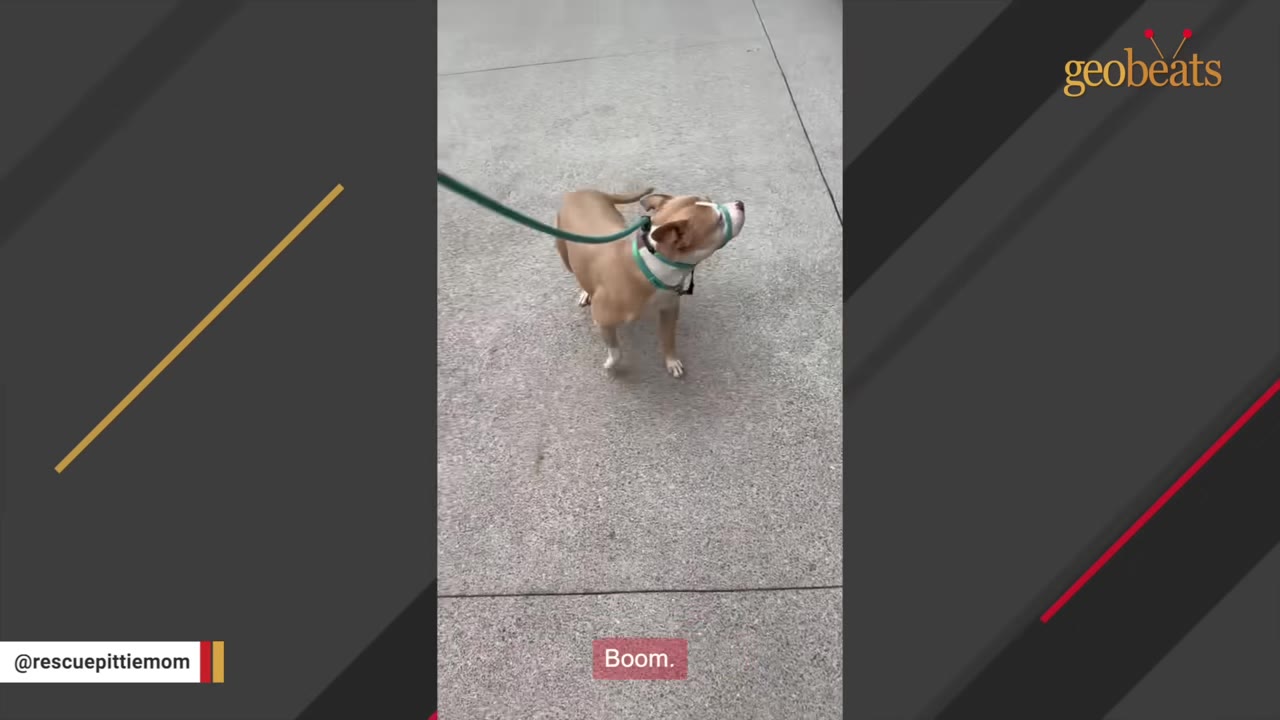 A tan and white dog wearing a green collar and leash stands on a concrete sidewalk.