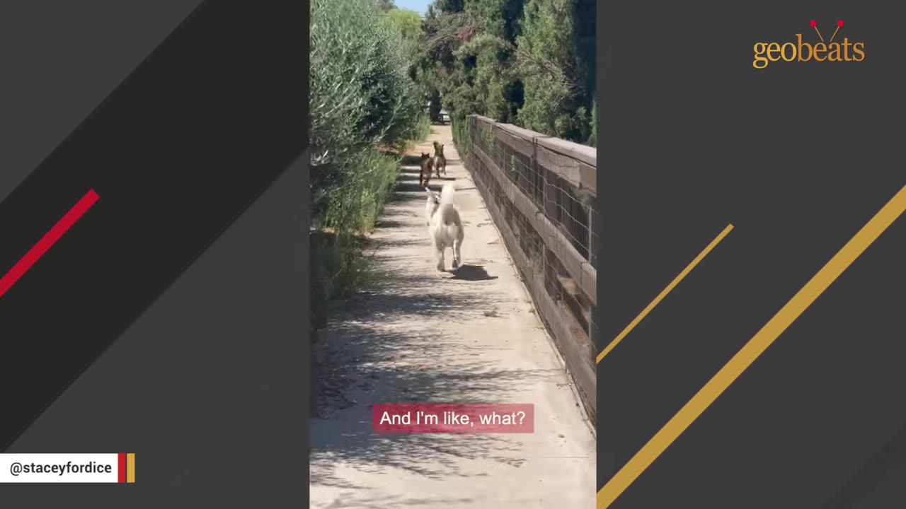 A white dog runs confidently down a narrow paved path lined with trees and a wooden fence, leading other dogs behind her.