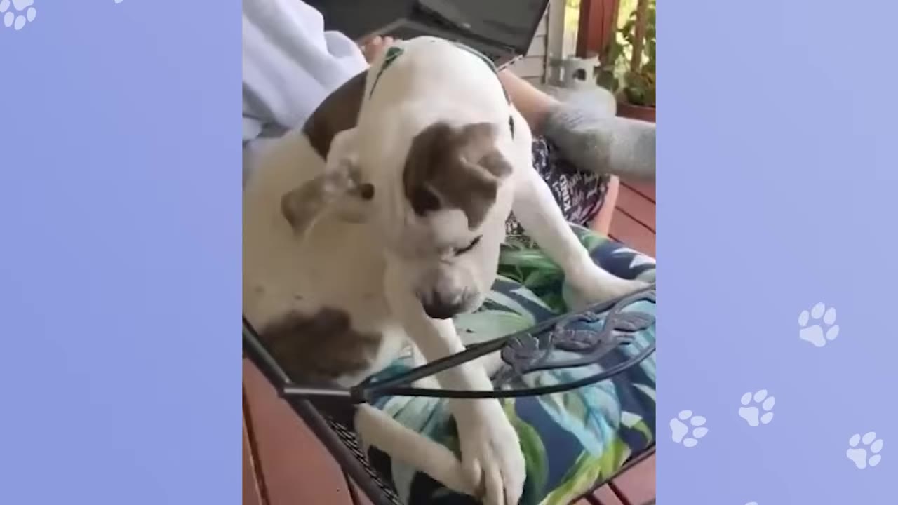 A white dog with brown patches and a green collar sits on a patterned cushion on an outdoor chair.