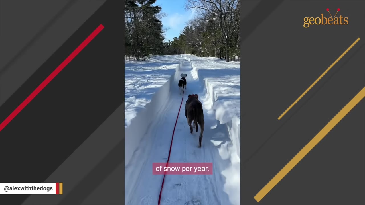 Two dogs walk down a deep trench shoveled through a thick layer of snow in a wooded area.