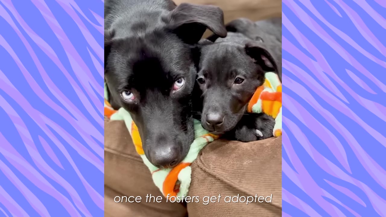A close-up shot of a black dog with striking light eyes resting its head on a blanket next to a small black foster puppy on a brown couch.