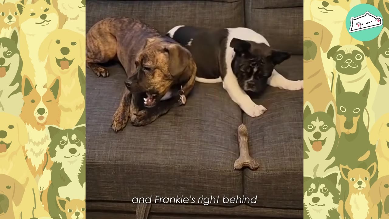 A brindle dog and a black-and-white French bulldog lie side-by-side on a dark grey couch, with a bone toy resting on the cushion in front of them.