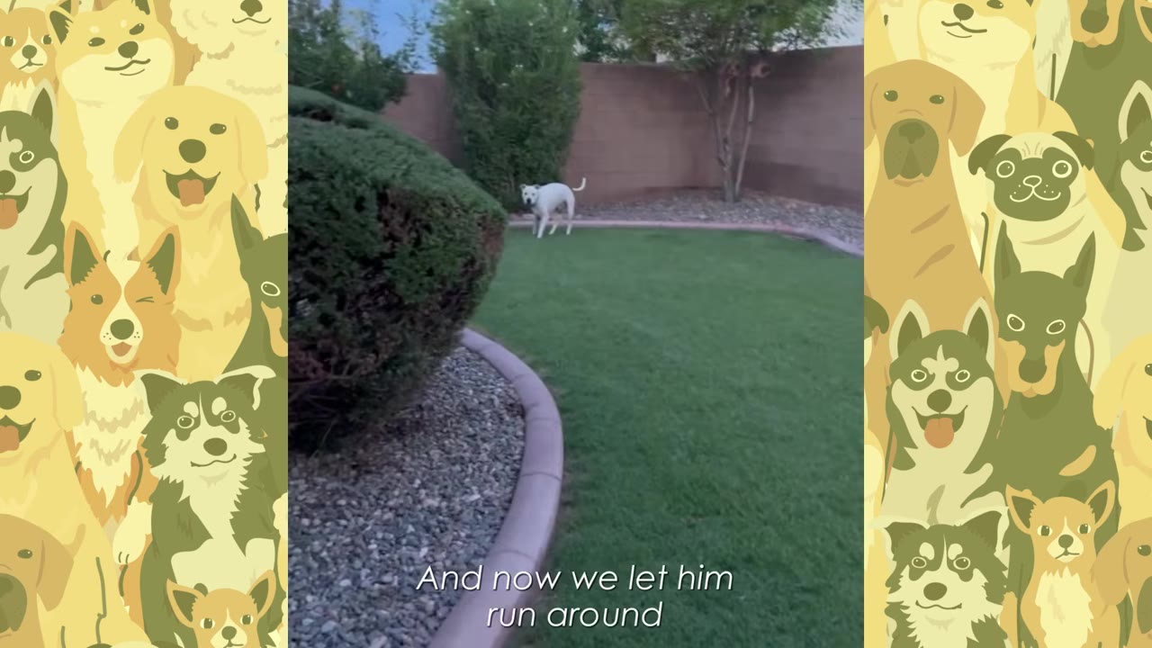 A white dog stands on a green lawn in a backyard, with text reading 'And now we let him run around' at the bottom.