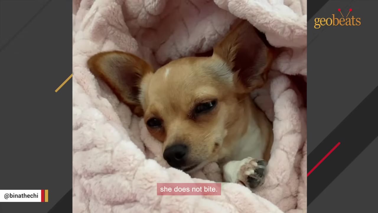 A small tan Chihuahua wrapped snugly in a soft pink blanket, looking calmly at the camera.