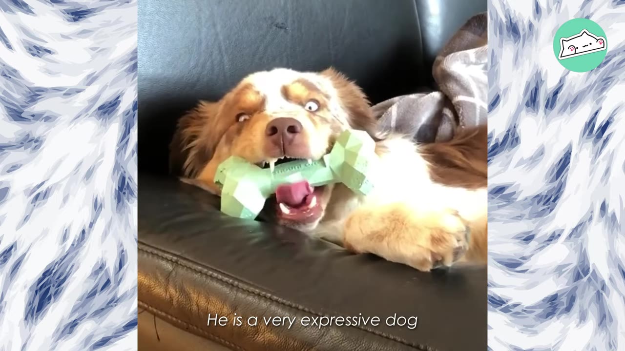 A brown and white Australian Shepherd lying on a black leather couch, happily holding a light green bone toy in its mouth with a playful expression.