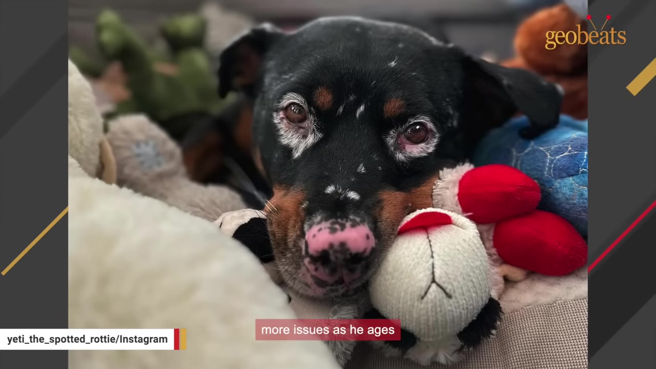 A close-up shot of Yeti, a black and tan dog with white patches around his eyes and a pink-spotted nose, resting his head on a plush toy.