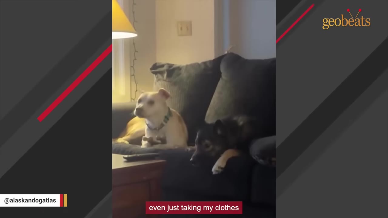 A light-colored dog and a dark-colored dog sitting together on a dark gray couch in a living room.