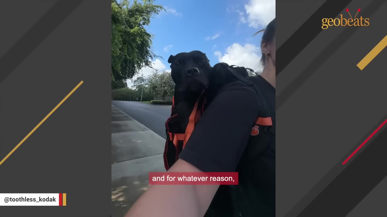 A black dog sits inside a black and orange backpack worn by a person walking down a paved street under a blue sky.