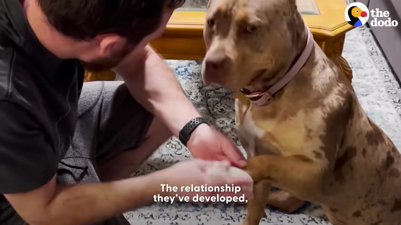A man sits on the floor and gently holds the paw of a brown and tan merle pit bull who looks back at him.