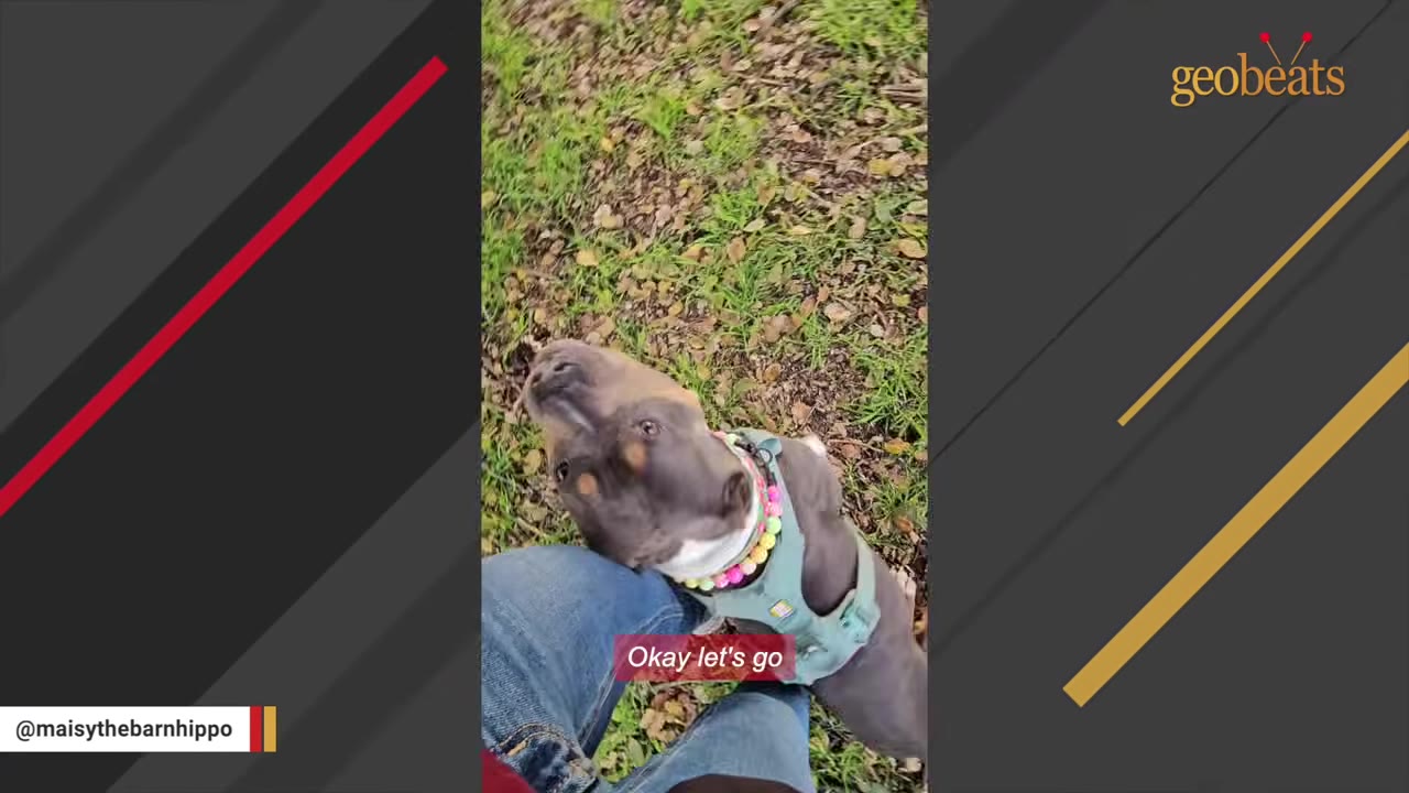 A close-up shot of Lottie, a grey and tan bully breed dog wearing a colorful beaded collar and a harness, looking up with sweet, expressive eyes while leaning against a person's legs.