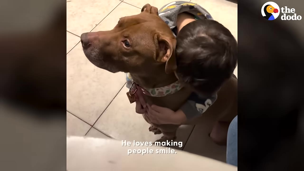 A brown pit bull-type dog wearing a collar is being hugged from behind by a young child.
