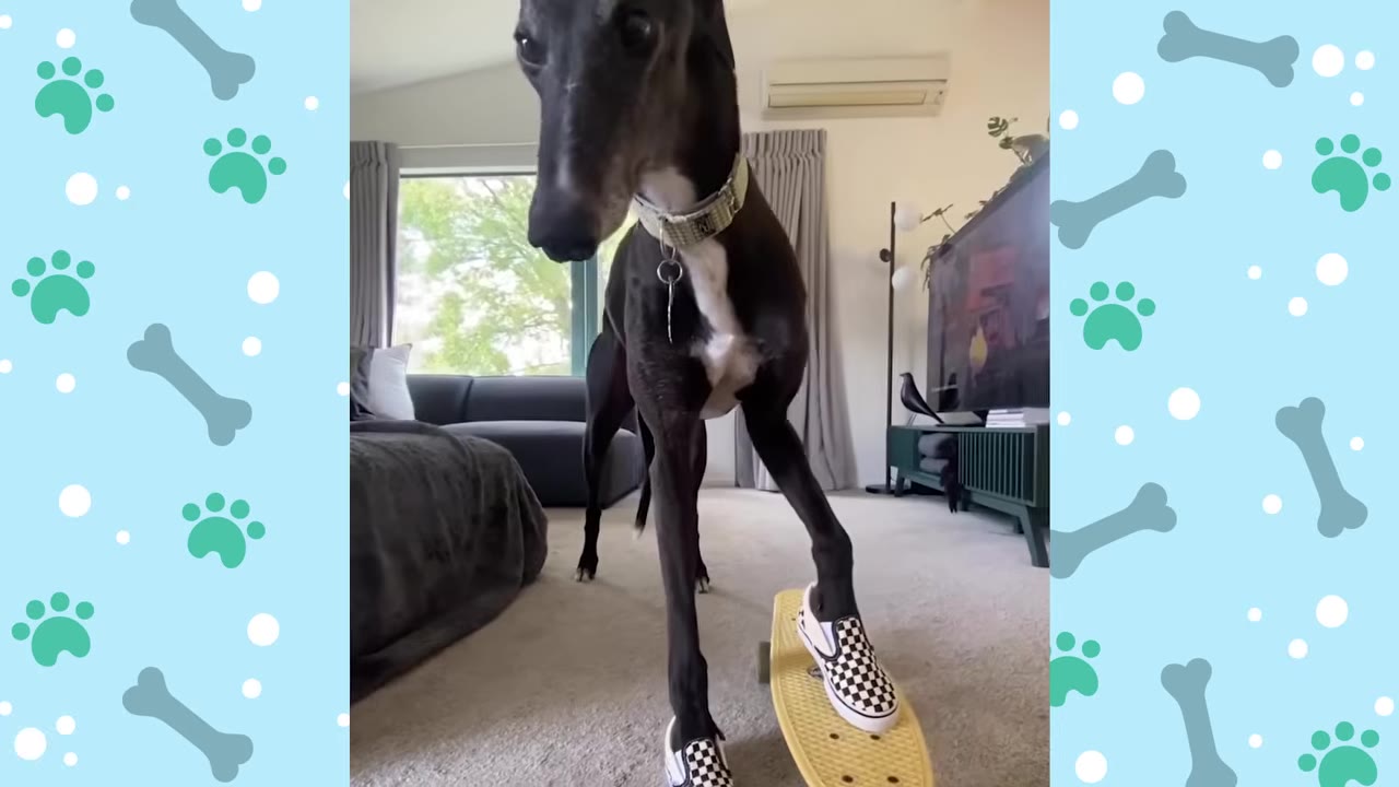 A black and white greyhound standing in a living room, wearing checkered slip-on shoes on its front paws, with one paw resting on a yellow skateboard.