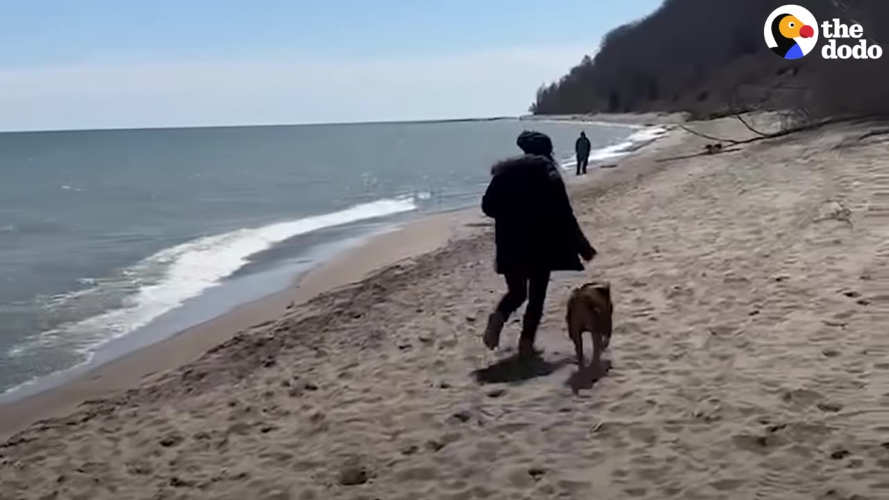 A person in a dark coat and a brown dog running together along a sandy beach next to the ocean.