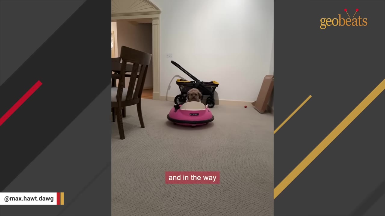 A small, fluffy brown dog sits inside a pink toy bumper car in a living room, looking forward.