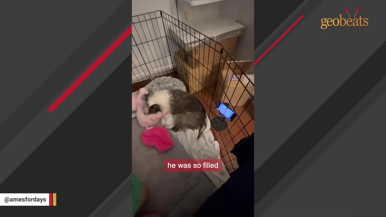 A small, scruffy dog curls up inside a wire playpen next to a pink plush toy.