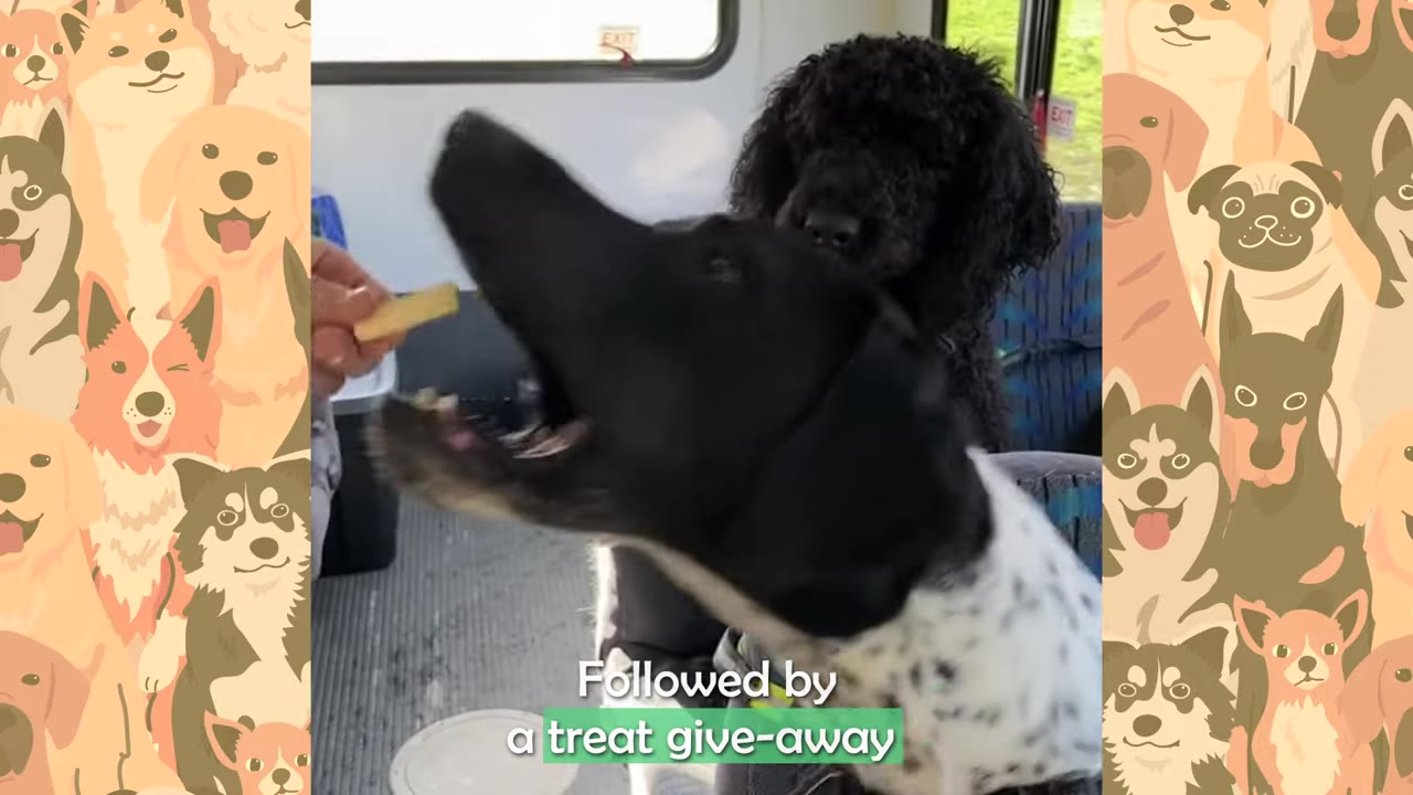 A black and white dog with its mouth open reaches for a treat held by a person's hand inside a bus, while a black poodle looks on in the background.