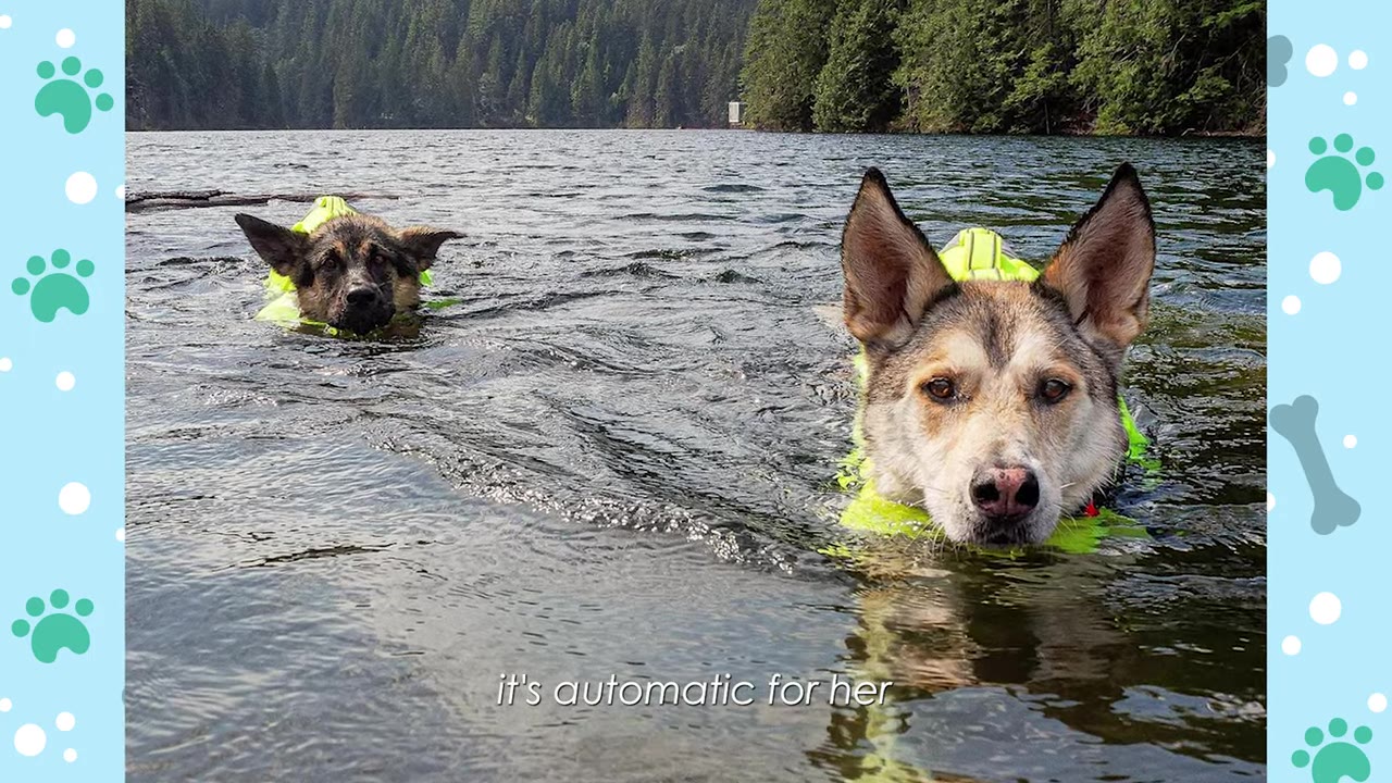 Two dogs wearing bright yellow life jackets swim side-by-side in a lake with a forested shoreline in the background.
