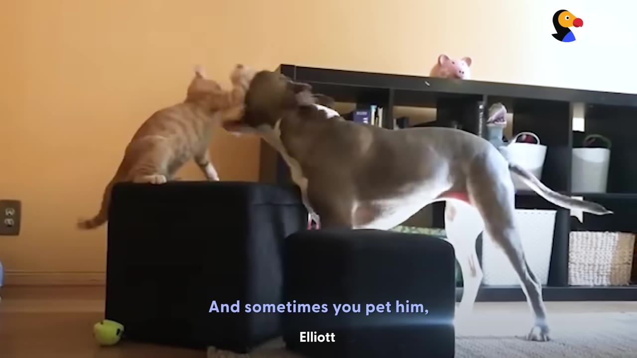 A large grey and white dog playfully opens its mouth near the head of a small orange tabby cat standing on a black ottoman.