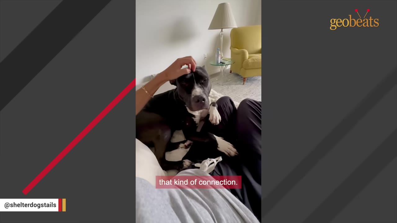A black and white dog sits nestled on a person's lap while being gently petted on the head.