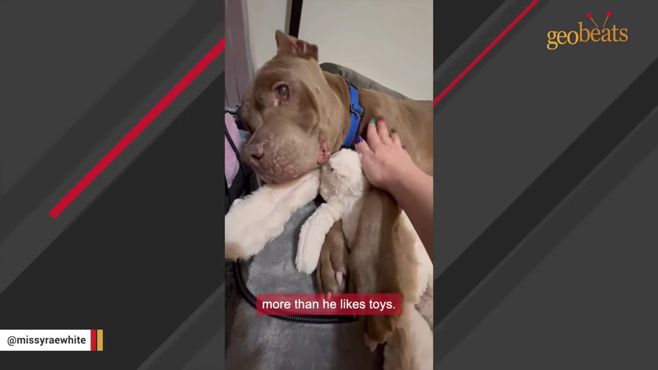 A brown dog lies on a dog bed next to a white plush toy while a person's hand gently pets his shoulder.