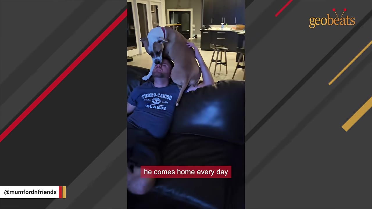 A tan and white dog sits on a man's chest on a black leather couch, resting its head on his forehead.