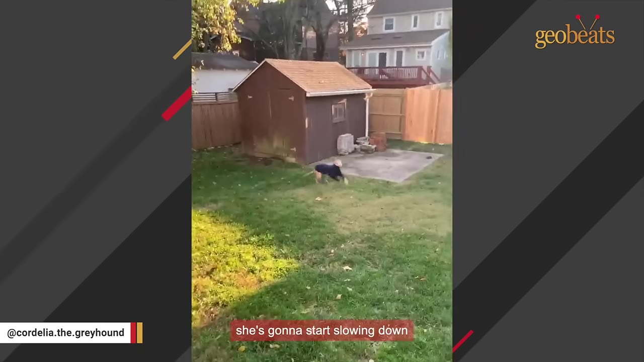 A greyhound wearing a dark coat runs across a grassy backyard near a small wooden shed.