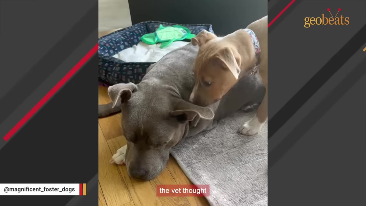 A grey pit bull lies on a wooden floor next to a grey rug, while a small tan puppy stands over its back.